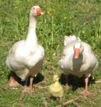 Geese and Baby