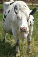 Cow